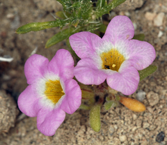 Nama aretioides multiflora
