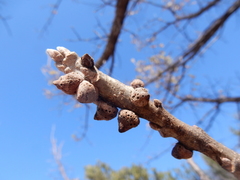 Disholcaspis pattersoni