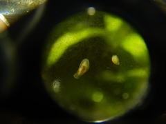 Macrostomum