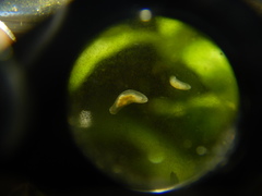 Macrostomum
