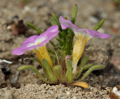 Nama aretioides multiflora