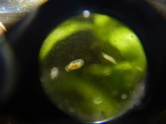 Macrostomum