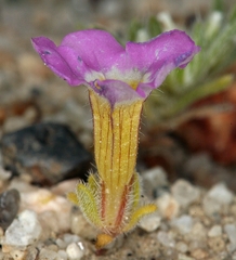 Nama aretioides multiflora