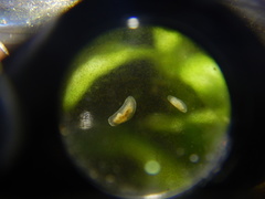 Macrostomum
