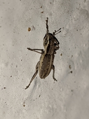 Charagmus intermedius