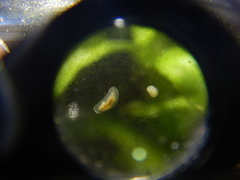 Macrostomum