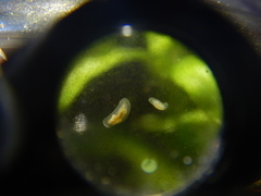 Macrostomum