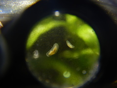 Macrostomum