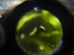 Macrostomum
