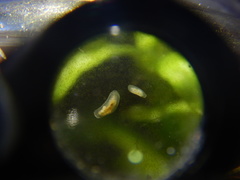 Macrostomum