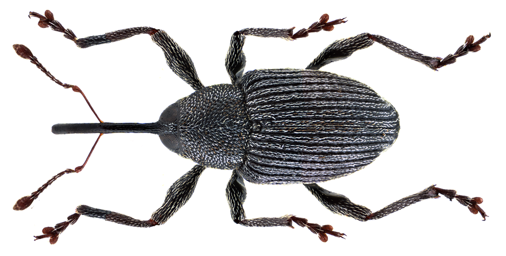 Balanobius salicivorus