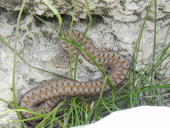 Vipera aspis zinnikeri