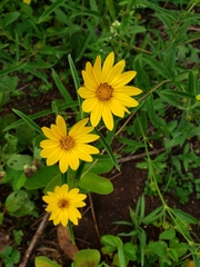 Aspilia pascalioides