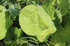 Wissadula amplissima