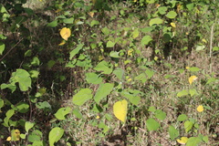 Wissadula amplissima