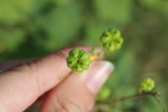 Wissadula amplissima