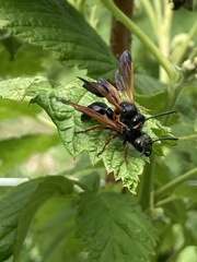 Protodiscoelius merula