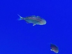 Psenes