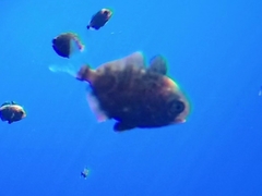 Psenes