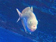 Psenes