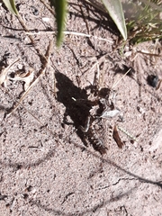 Graea horrida