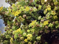 Lecocarpus pinnatifidus