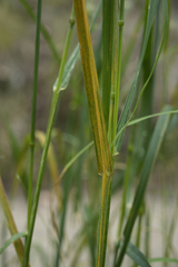 Puccinia striiformoides