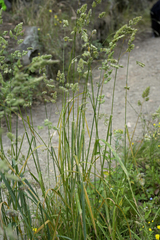 Puccinia striiformoides