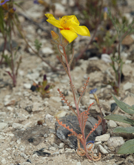 Mentzelia nitens