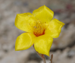 Mentzelia nitens