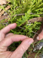 Monotaxis linifolia