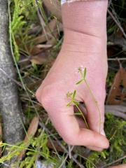 Monotaxis linifolia