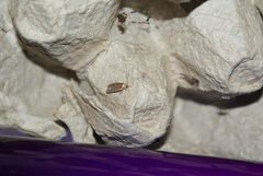 Agonopterix clemensella