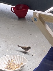 Zonotrichia atricapilla