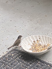 Zonotrichia atricapilla