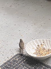 Zonotrichia atricapilla