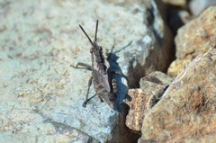 Dracotettix monstrosus