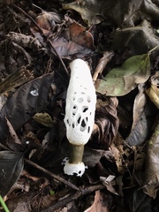 Staheliomyces cinctus