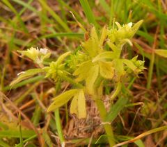 Ranunculus parviflorus