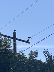 Corvus brachyrhynchos