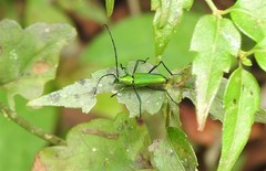 Chrysoprasis aurigena
