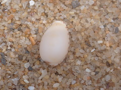 Notocypraea comptonii