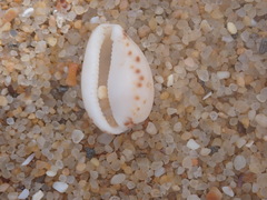 Notocypraea comptonii