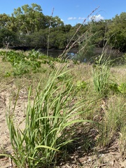 Eragrostis interrupta