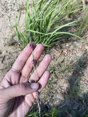 Eragrostis interrupta