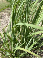 Eragrostis interrupta