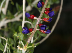 Psorothamnus arborescens minutifolius