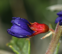 Psorothamnus arborescens minutifolius