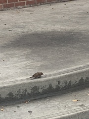 Passer domesticus