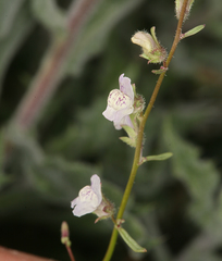 Sairocarpus kingii